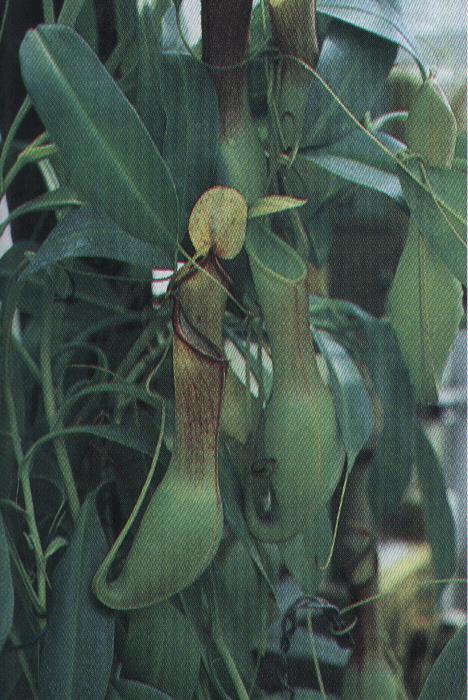 Nepenthes