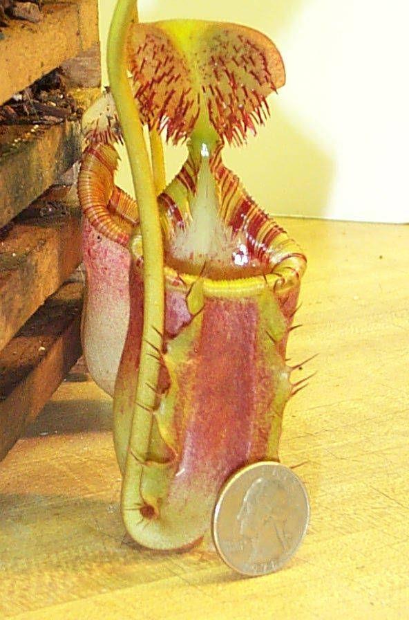 Nepenthes