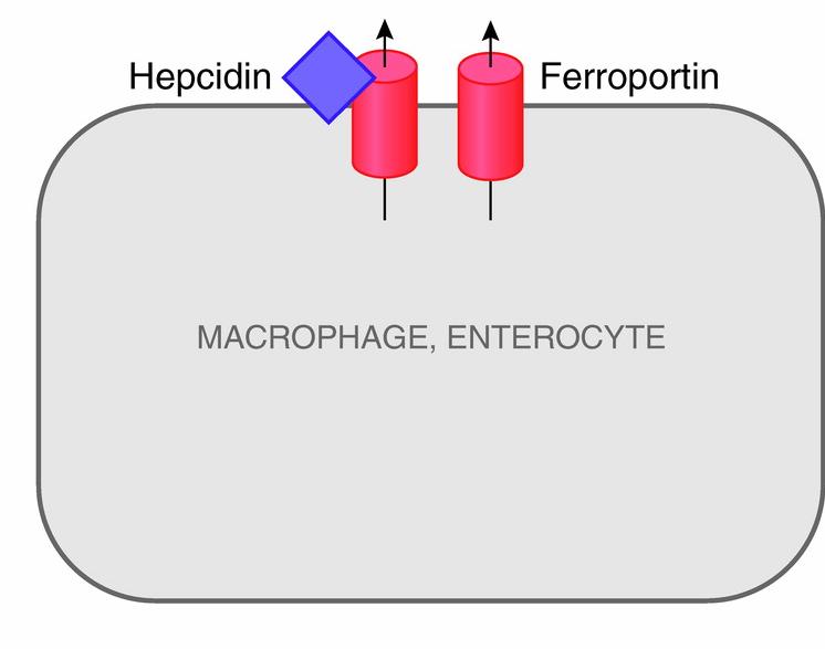 Hepcidin peptide hormonemain
