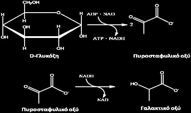 Εικόνα 9: Παραγωγή πυροσταφυλικού οξέος από γλυκόζη[13] Το σάκχαρο, μόλις εισέλθει στο κύτταρο του