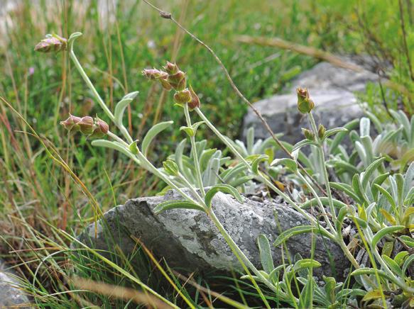 Mozaiku përbëhet nga liqeni dhe malet që është i plotësuar me një bollëk të habitateve dhe ekosistemeve të ndryshme që përbëjnë habitatin e bimëve të shumta endemike dhe evropiane apo të prekura në