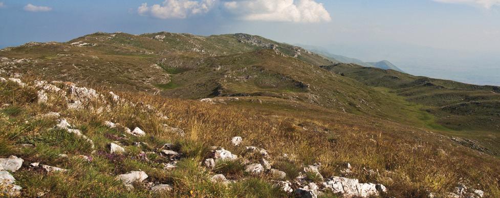 Stefanov Çaji i malit (në shqip i quajtur Çaj mali, τσάι του βουνού në greqisht dhe Sharplaninski çaj ose çaji i Ohrit në maqedonisht ) është një nga pijet më të njohura të nxehta të përdorura në