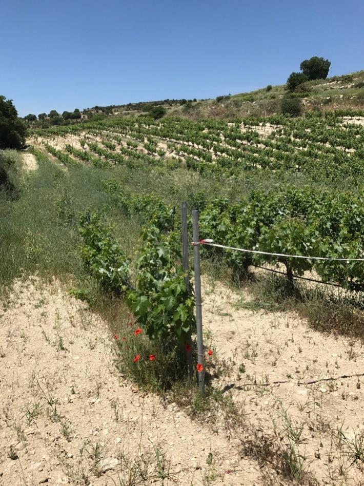 Επίδραση ελλειμματικής άρδευσης σε