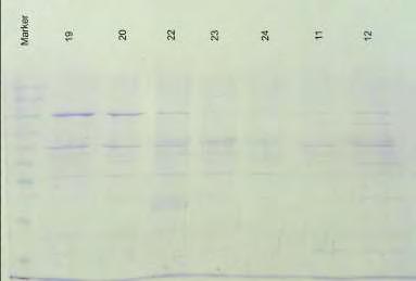5 M NaCl, 20 mm Imidazole ph 7.0. Η χαμηλή συγκέντρωση ιμιδαζολίου, 20 mm δεν είναι αρκετή ώστε το ιμιδαζόλιο να αποτρέψει την αποσύνδεση της πρωτεΐνης, άλλα απέτρεπε, σε ένα βαθμό, την μη ειδική σύνδεση άλλων πρωτεϊνών.