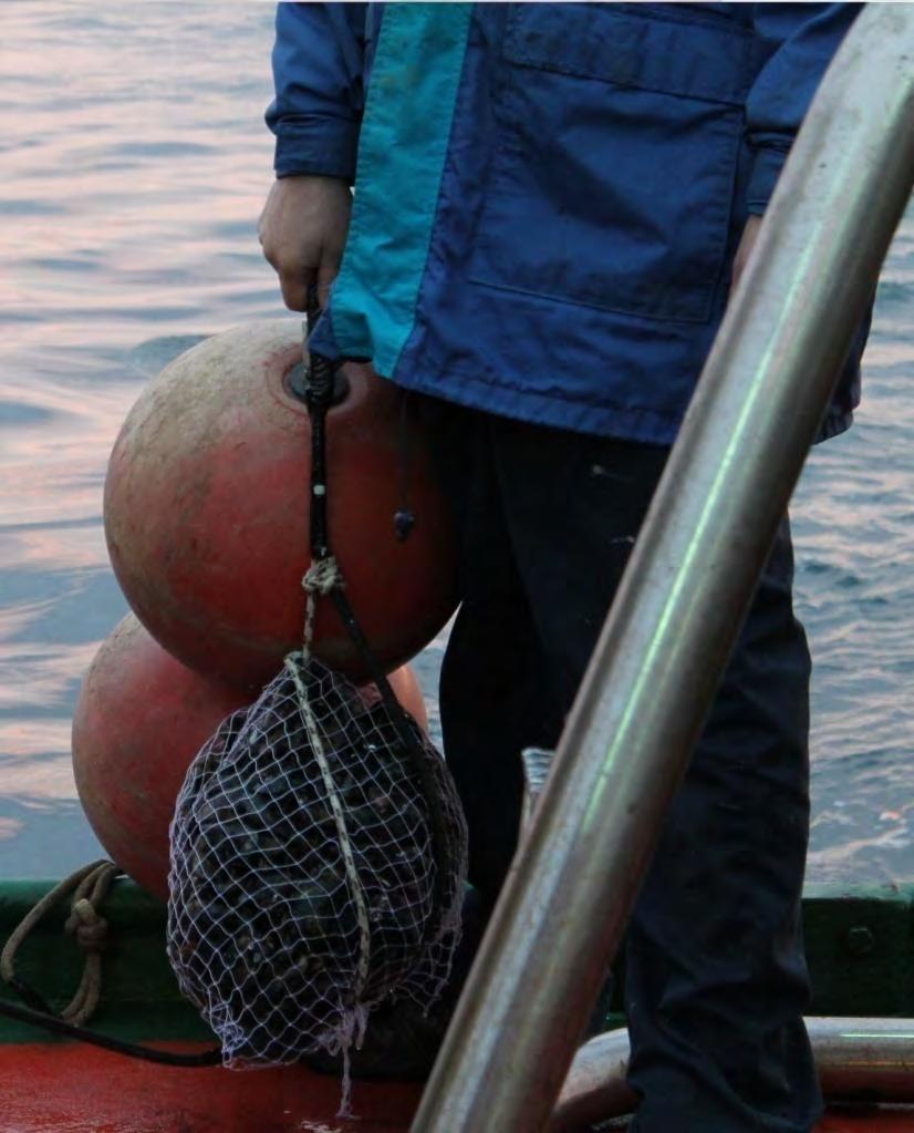 3)ΜΕΛΕΤΗ ΠΙΘΑΝΗΣ ΒΙΟΣΥΣΣΩΡΕΥΣΗΣ ΡΥΠΩΝ (Μύδια) Στα μύδια που συλλέχθηκαν: (i) προσδιορίστηκαν οι συγκεντρώσεις των υδρογονανθράκων και των βαρέων μετάλλων στους ιστούς τους, (ii) εφαρμόστηκε σύστημα