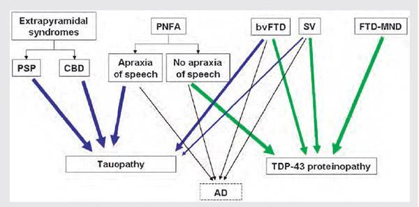 σημασιολογική άνοια και (3) τη λογοπενική προοδευτική αφασία (LPA), αλλά μόνο η PNFA και η SV είναι πιθανό να προκληθούν από την παθολογία της FTLD.