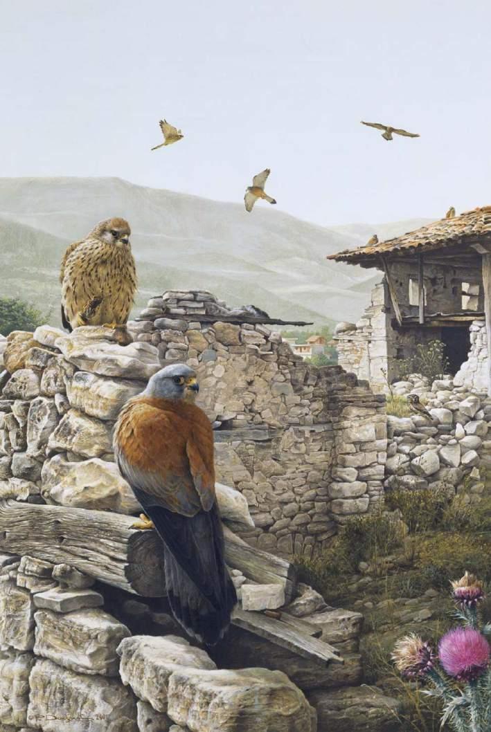 LIFE Lesser Kestrel Thessaly (LIFE11