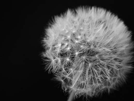 PALINOIA EDUCATION PRESENTS DANDELION COLLECTION Επίσημη