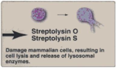 Streptococcus pyogenes (πυογόνος στρεπτόκοκκος) Βασικές τοξίνες Ερυθρογόνες