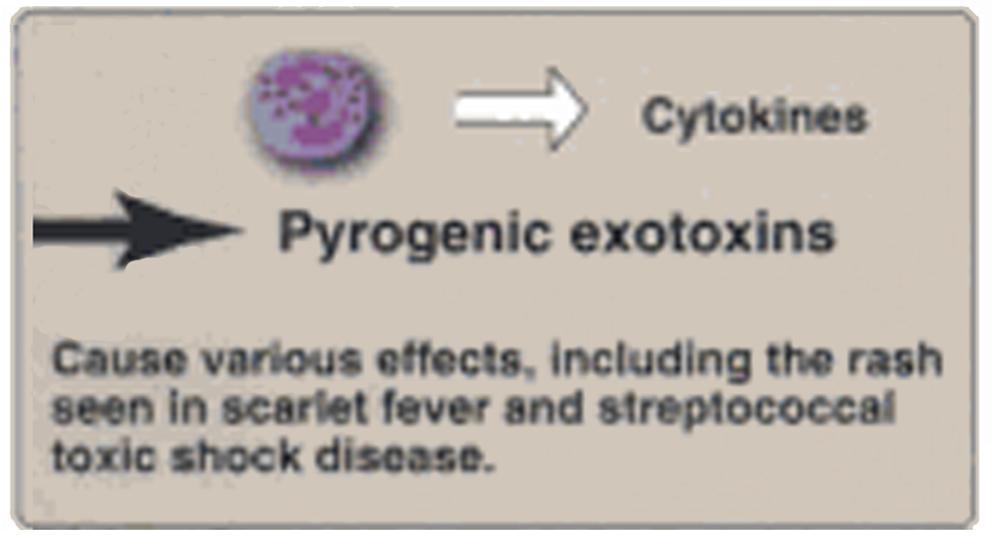 μόρια χοληστερόλης (cholesterolbinding/pore-forming toxin) ολιγομερίζεται