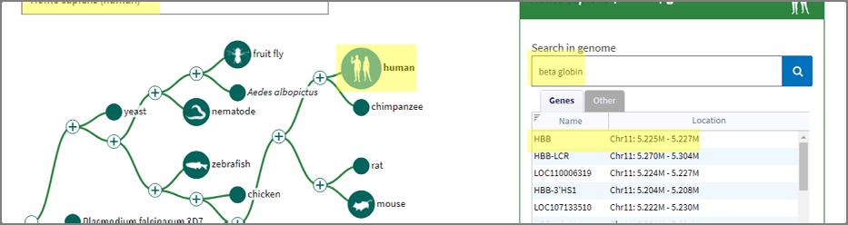 Εικόνα 5. Ενδεικτική προβολή του περιηγητή Genome Data Viewer (NCBI). Εικόνα 6.