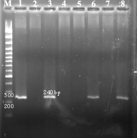 ATG CTC ACA GCC GCC Pina PCR :. : ( - - () - - - - - () - :) Pinb PCR PCR.