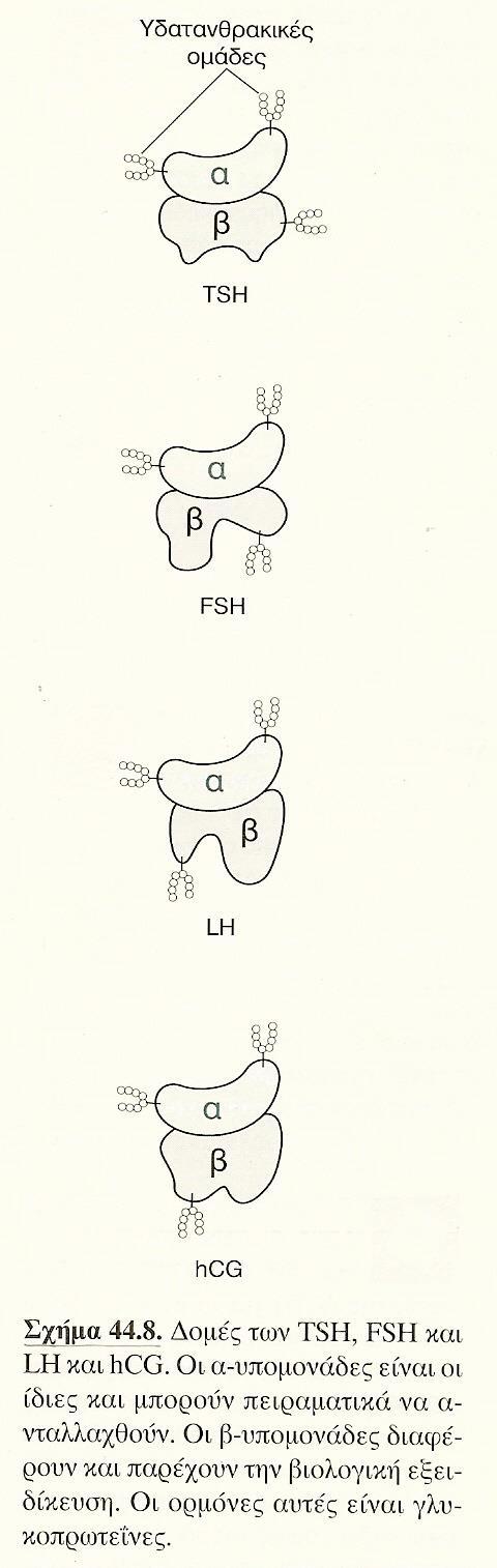ΟΙ TSH, FSH, LH ΕΙΝΑΙ ΓΛΥΚΟΠΡΩΤΕΪΝΕΣ ΠΕΡΙΕΧΟΥΝ ΜΙΑ ΚΟΙΝΗ α- ΥΠΟΜΟΝΑΔΑ ΚΑΙ