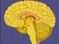 ΥΠΟΘΑΛΑΜΟΣ: πολύ μικρή περιοχή στο έδαφος της ΙΙΙης κοιλίας του εγκεφάλου, η οποία απαρτίζεται από νευρικά κύτταρα