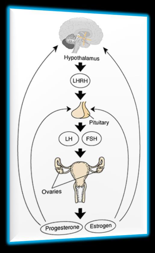 Πώς ρυθμίζεται η έκκριση των FSH-LH; Από την παλμική και κυκλική έκκριση της GnRH από τον υποθάλαμο Από την αρνητική (ή θετική) παλίνδρομη ρύθμιση των οιστρογόνων και προγεστερόνης