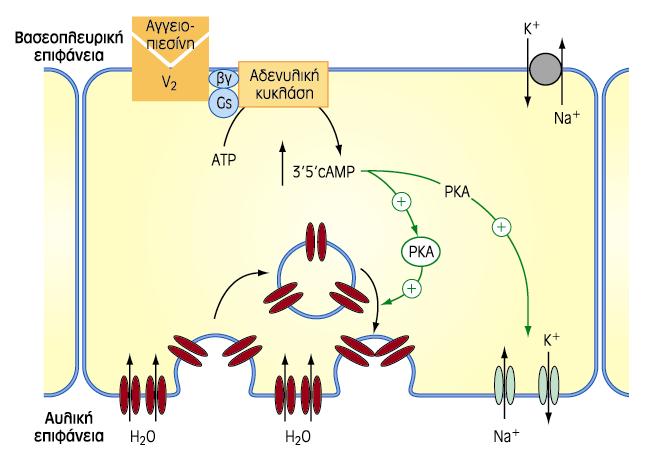 V2 ΥΠΟΔΟΧΕΙΣ ΣΤΑ ΑΘΡΟΙΣΤΙΚΑ ΣΩΛΗΝΑΡΙΑ ΤΩΝ ΝΕΦΡΩΝ: μετατόπιση υδατοπορινών στην κυτταρική