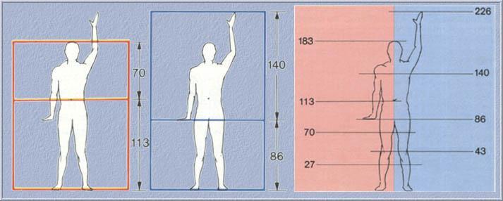 Η χρυσή τομή παρουσιάζεται στις αναλογίες ενός ιδανικού ανθρώπινου σώματος στις ακόλουθες περιπτώσεις: 1. Αν χωρίσουμε το σώμα σε δύο άνισα τμήματα, με σημείο διαχωρισμού τον ομφαλό.