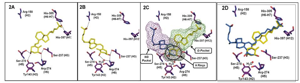 La vitamina D 3 (1a), antes de llevar a cabo sus funciones fisiológicas, debe dihidroxilarse a su forma activa 1α,25- dihydroxyvitamin D 3 [1b, 1,25D, calcitriol].
