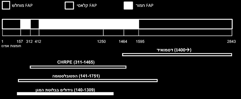 גידולים דסמואידיים - קשורים יותר למוטציות במורד הזרם לקודון 1400. הפטובלסטומה - כ- 95% מהמקרים בהם מופיע גידול זה בחולי FAP נמצאו קשורים למוטציות בקודונים 1751-141.