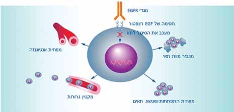 במה ביטאון לעובדי בריאות בנושא מחלת הסרטן והשלכותיה לעומת כימותרפיה לבד, אך להמשיך מתן איור מס 2: מסלול העברת אותות Epidermal Growth Factor Receptors בוואציזומאב וכך להשיג שיפור בהישרדות של כחודש