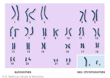 Δείτε επίσης την παρακάτω εικόνα Ποια σημαντική πληροφορία ξεχωρίζει ορισμένα χρωμοσώματα από τα υπόλοιπα; Ζωγραφίστε κάποια αυτοσωμικά