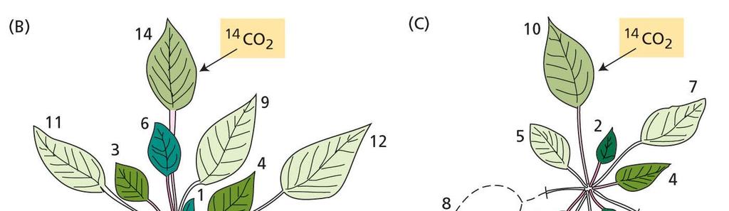 označen ( 14 CO 2 ) en sam list.
