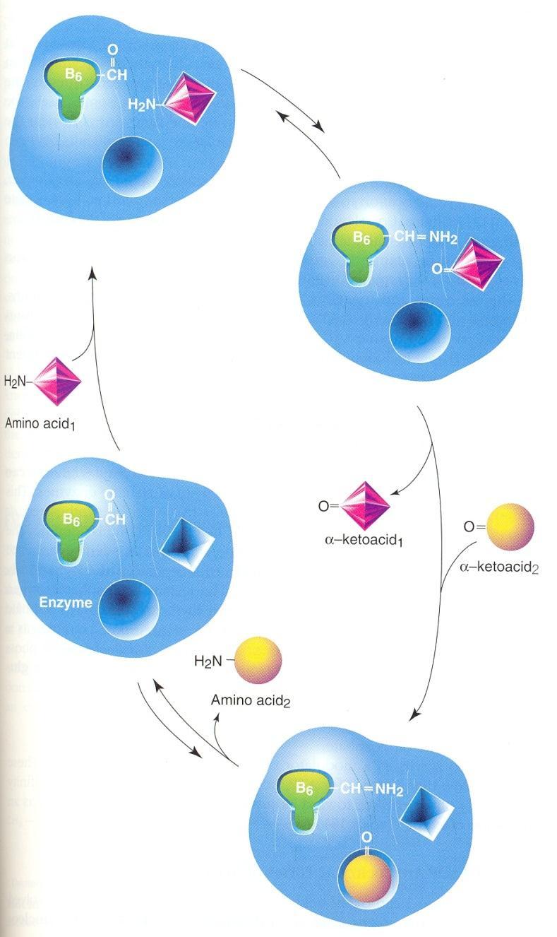 Primer: Prenos NH 2 skupine z enega na drug substrat Koencim: