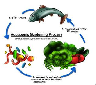 *Υδροπονία - Aquaponics