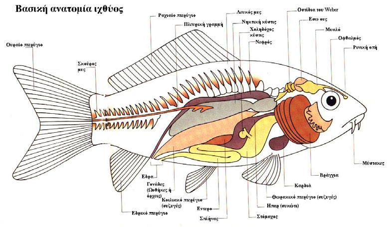 ΓΝΩΡΙΜΙΑ ΜΕ ΤΟ