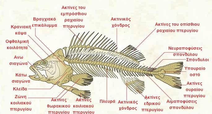 ΓΝΩΡΙΜΙΑ ΜΕ ΤΟ