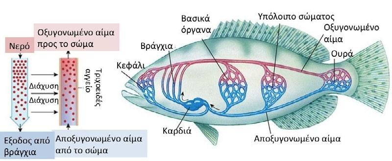 Η κυκλοφορία του αίματος στα ψάρια Γεώργιος Χώτος, καθηγητής Τ.