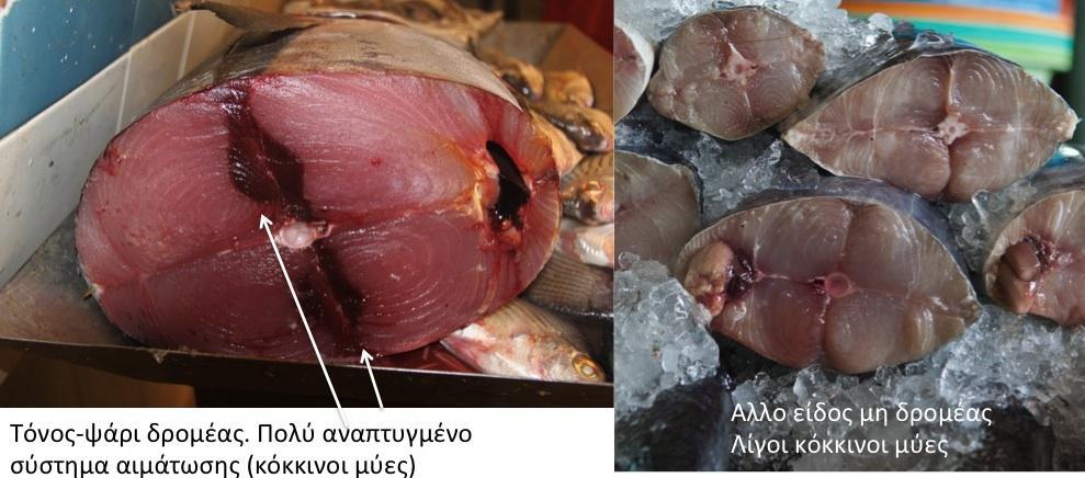 ΓΝΩΡΙΜΙΑ ΜΕ ΤΟ ΨΑΡΙ ΤΟ ΜΥΙΚΟ ΤΟΥ