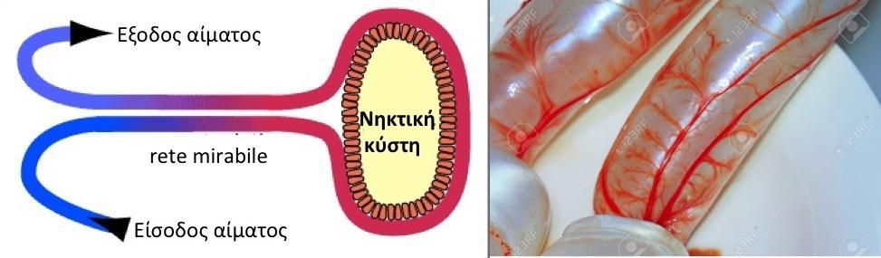 ΓΝΩΡΙΜΙΑ ΜΕ ΤΟ ΨΑΡΙ ΝΗΚΤΙΚΗ ΚΥΣΤΗ Ο