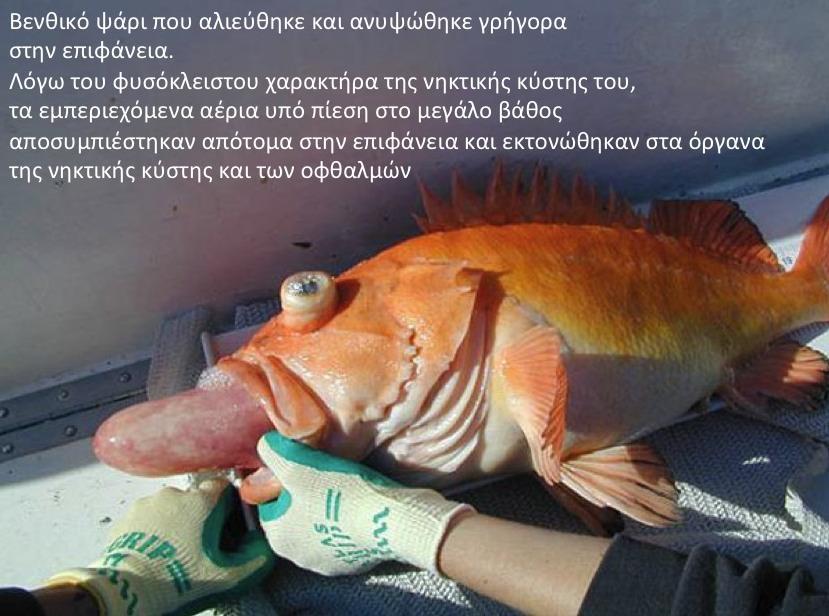ΓΝΩΡΙΜΙΑ ΜΕ ΤΟ ΨΑΡΙ