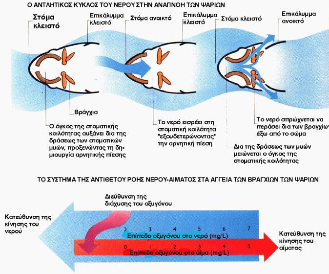 Η άντληση νερού στα βράγχια για να «ληφθεί» οξυγόνο (Ο 2 ) Γεώργιος Χώτος,