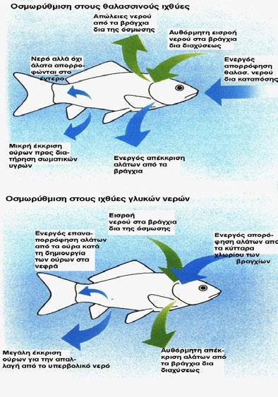 Η ΩΣΜΩΡΥΘΜΙΣΗ ΣΤΑ ΨΑΡΙΑ ΤΟΥ ΓΛΥΚΟΥ ΚΑΙ ΤΟΥ ΑΛΜΥΡΟΥ ΝΕΡΟΥ Οι κυτταρικές μεμβράνες των ψαριών είναι