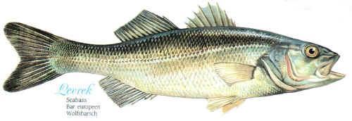 Τσιπούρα Sparus
