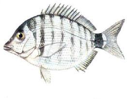 Diplodus puntazzo