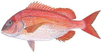 erythrinus φαγκρί