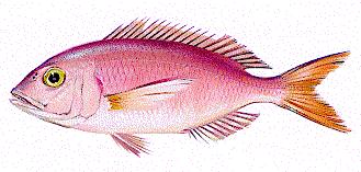 Diplodus sargus