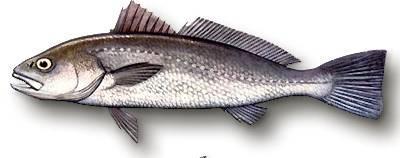 Umbrina