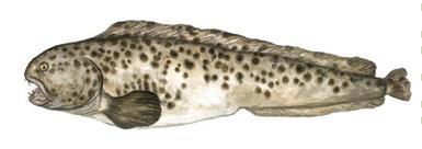 Halibut