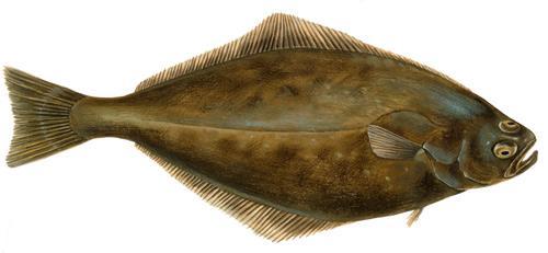 hippoglossus