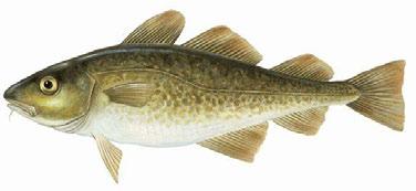 Gadus morrhua
