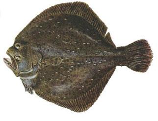Scophthalmus