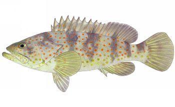 Barramundi