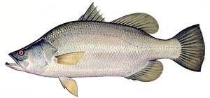 calcarifer