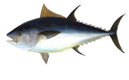 Rachycentron