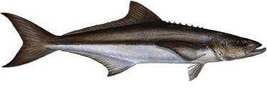 Thunnus thynnus