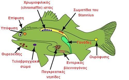 ΓΝΩΡΙΜΙΑ ΜΕ ΤΟ ΨΑΡΙ